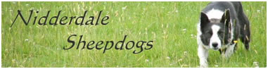 nidderdale sheepdogs